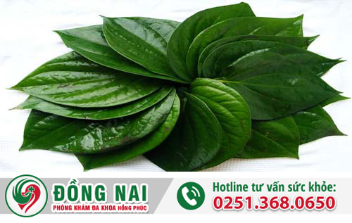 Bài thuốc chữa trĩ bằng lá trầu không