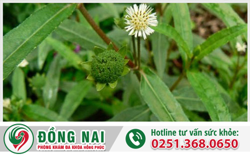 Chữa bệnh trĩ bằng cây cỏ mực