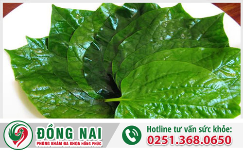Chữa bệnh trĩ nội, trĩ ngoại bằng lá lốt